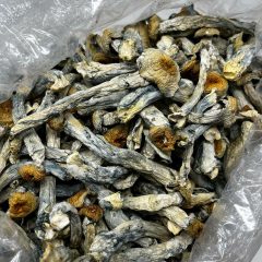 Golden Teacher Shrooms